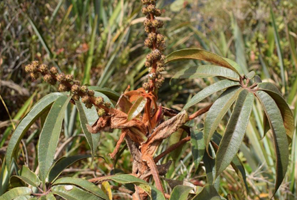 $publishedArticle->coverImageAltText