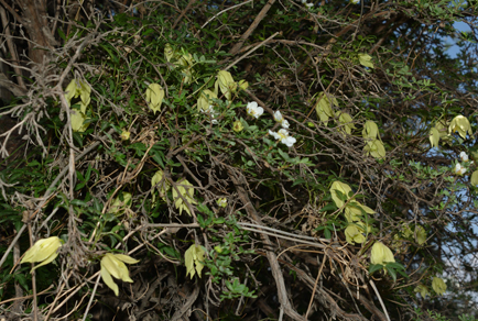 $publishedArticle->coverImageAltText