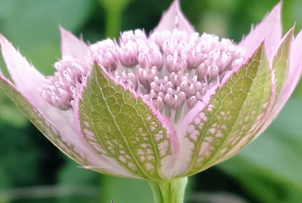 $publishedArticle->coverImageAltText