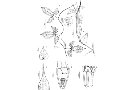 $publishedArticle->coverImageAltText