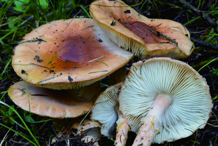 $publishedArticle->coverImageAltText