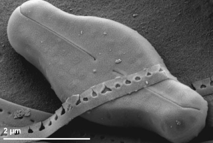 $publishedArticle->coverImageAltText