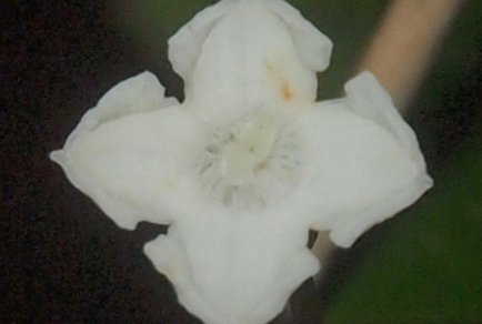 $publishedArticle->coverImageAltText