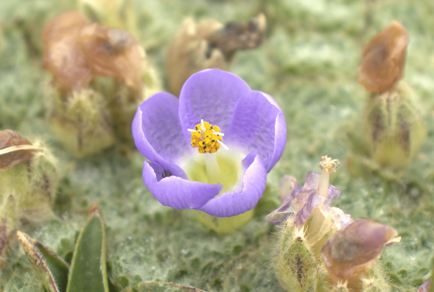 $publishedArticle->coverImageAltText