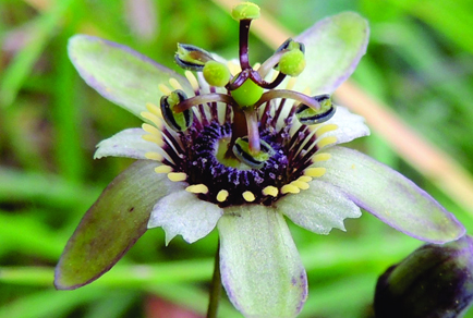 $publishedArticle->coverImageAltText