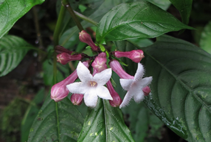 $publishedArticle->coverImageAltText