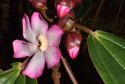 $publishedArticle->coverImageAltText