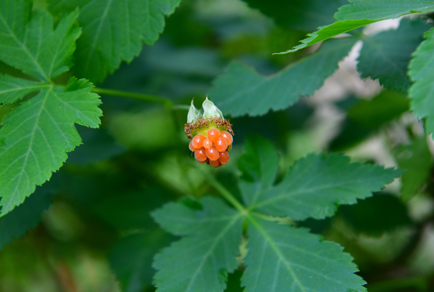 $publishedArticle->coverImageAltText