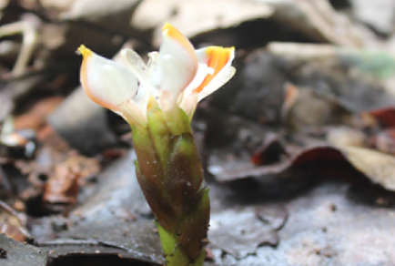 $publishedArticle->coverImageAltText