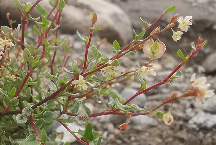 $publishedArticle->coverImageAltText