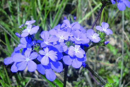 $publishedArticle->coverImageAltText