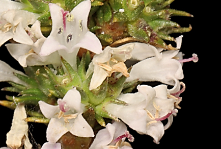 $publishedArticle->coverImageAltText