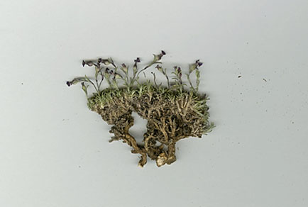 $publishedArticle->coverImageAltText