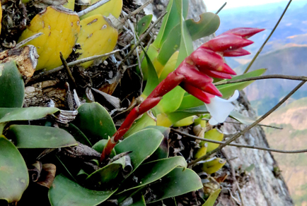 $publishedArticle->coverImageAltText