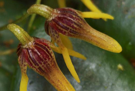 $publishedArticle->coverImageAltText