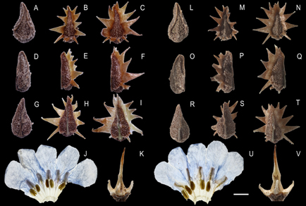 $publishedArticle->coverImageAltText