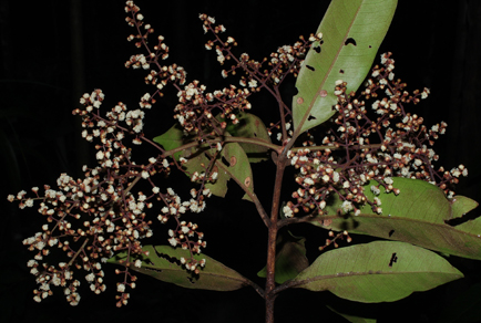 $publishedArticle->coverImageAltText