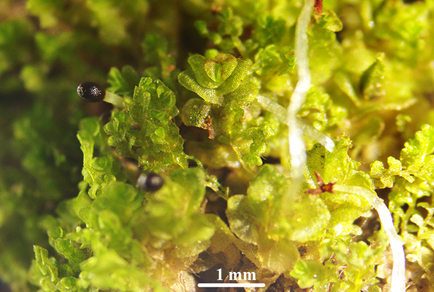 $publishedArticle->coverImageAltText