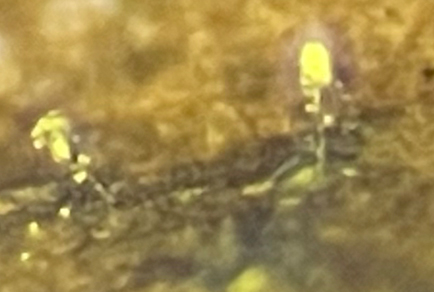 $publishedArticle->coverImageAltText