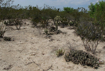 $publishedArticle->coverImageAltText