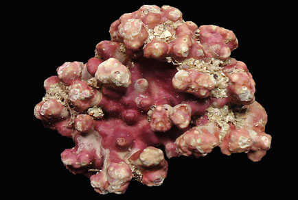 $publishedArticle->coverImageAltText