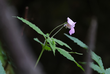 $publishedArticle->coverImageAltText