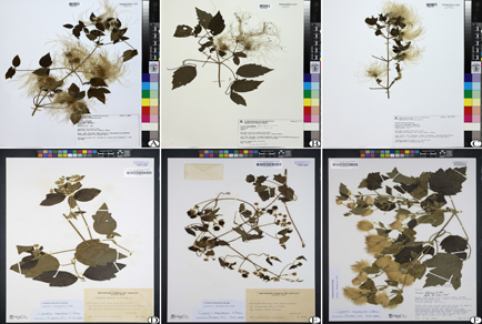 $publishedArticle->coverImageAltText