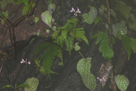 $publishedArticle->coverImageAltText