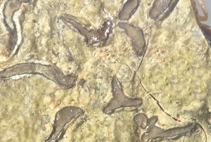 $publishedArticle->coverImageAltText