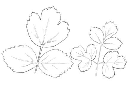 $publishedArticle->coverImageAltText