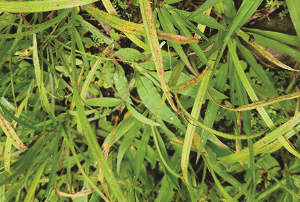 $publishedArticle->coverImageAltText