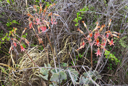 $publishedArticle->coverImageAltText