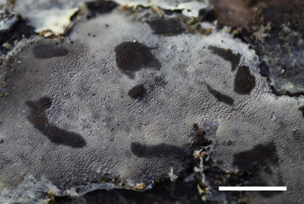 $publishedArticle->coverImageAltText