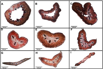 $publishedArticle->coverImageAltText