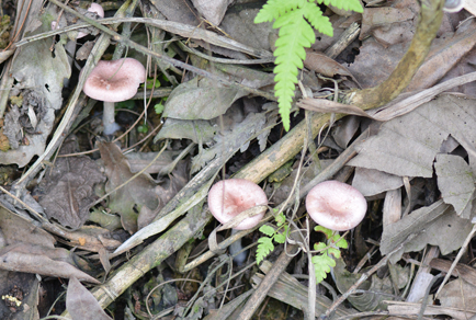 $publishedArticle->coverImageAltText