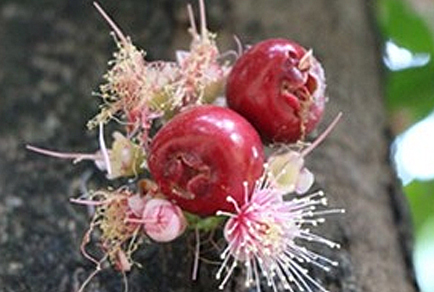 $publishedArticle->coverImageAltText