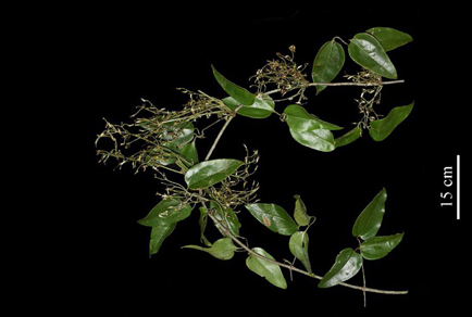 $publishedArticle->coverImageAltText