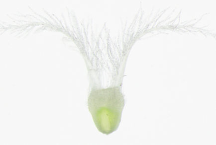 $publishedArticle->coverImageAltText