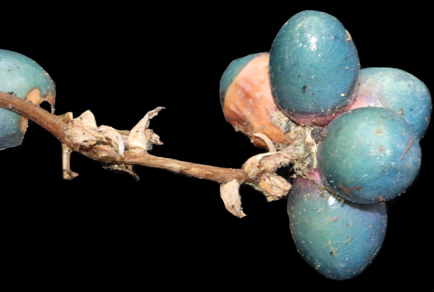 $publishedArticle->coverImageAltText