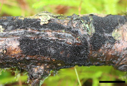 $publishedArticle->coverImageAltText