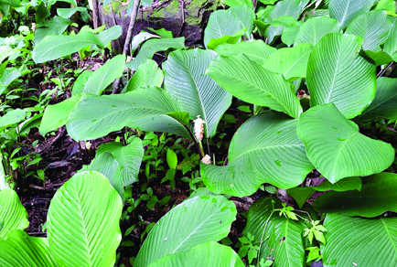 $publishedArticle->coverImageAltText