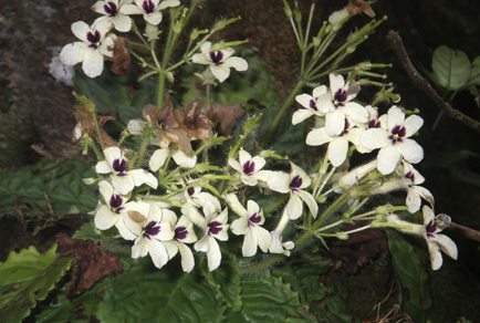 $publishedArticle->coverImageAltText