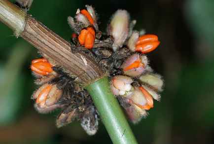 $publishedArticle->coverImageAltText