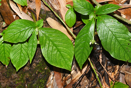 $publishedArticle->coverImageAltText