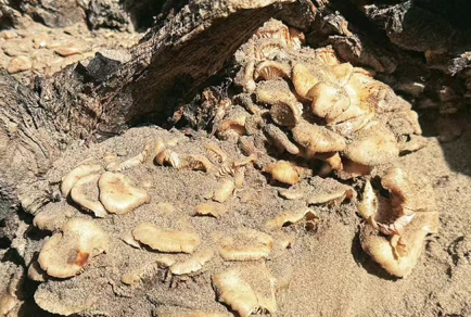 $publishedArticle->coverImageAltText