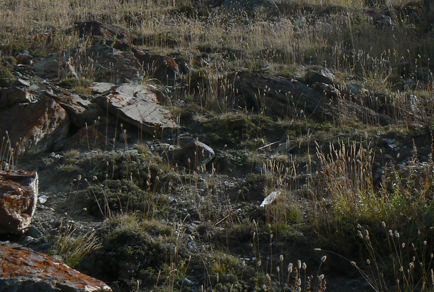 $publishedArticle->coverImageAltText