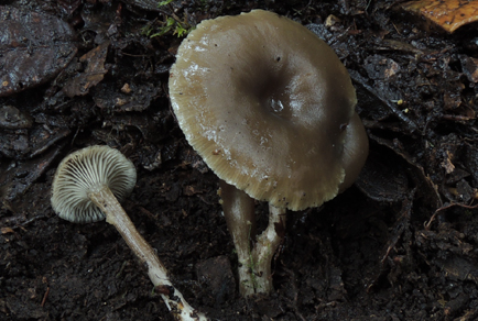 $publishedArticle->coverImageAltText