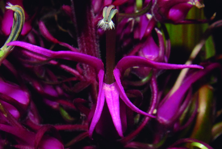 $publishedArticle->coverImageAltText