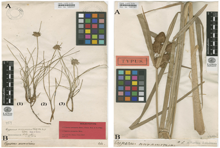 $publishedArticle->coverImageAltText