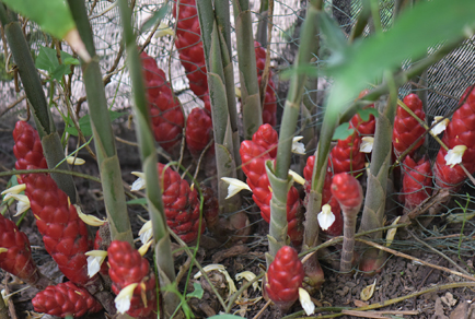 $publishedArticle->coverImageAltText